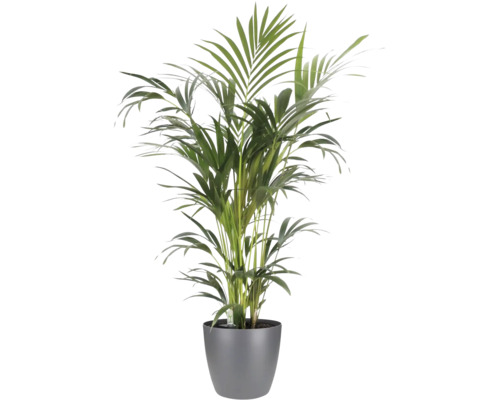 Palmier doré Areca dans un pot gris, plante d'intérieur