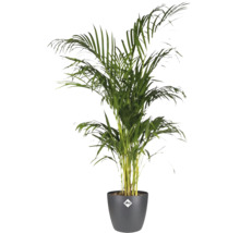 Palmier Areca dans un pot de fleurs elho anthracite avec elho Logo, plante d'intérieur avec des frondes vertes.