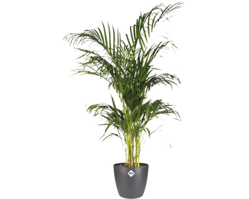 Palmier Areca dans un pot de fleurs elho anthracite avec elho Logo, plante d'intérieur avec des frondes vertes.