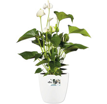 Anthurium avec des fleurs blanches dans un pot Elho blanc.