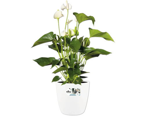 Anthurium plante d intérieur avec des fleurs blanches en forme de coeur et des feuilles vertes dans un pot elho blanc.