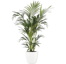Plante d intérieur palmier aux frondes vertes dans un pot blanc.