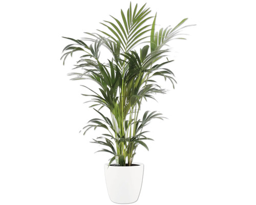 Plante d intérieur palmier aux frondes vertes dans un pot blanc.