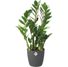 Plante d'intérieur Zamioculcas dans un pot Elho gris avec Elho Logo.