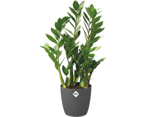 Plante d'intérieur Zamioculcas dans un pot Elho gris avec Elho Logo.