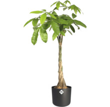Pachira aquatica avec tronc tressé dans un pot en plastique noir avec Elho Logo.