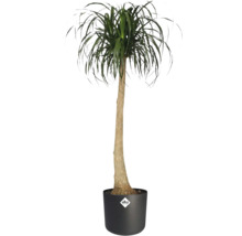 Plante d intérieur Beaucarnea recurvata Pied d éléphant avec tronc brun et feuilles vertes dans un pot elho noir avec elho Logo.