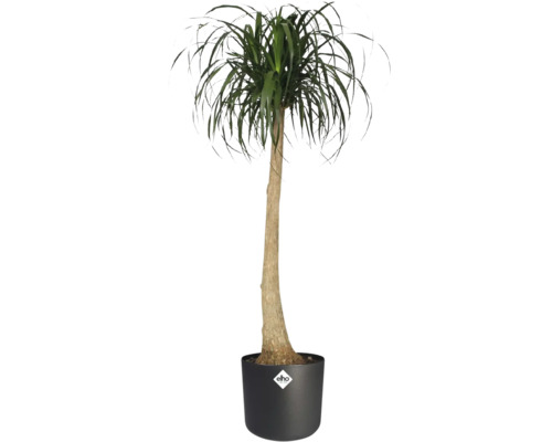Plante d intérieur Beaucarnea recurvata Pied d éléphant avec tronc brun et feuilles vertes dans un pot elho noir avec elho Logo.
