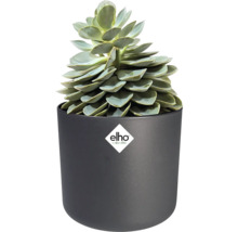 Succulente dans un pot de fleurs rond en plastique noir mat. Elho Logo.