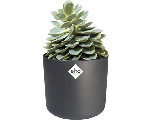 Succulente dans un pot de fleurs rond en plastique noir mat. Elho Logo.