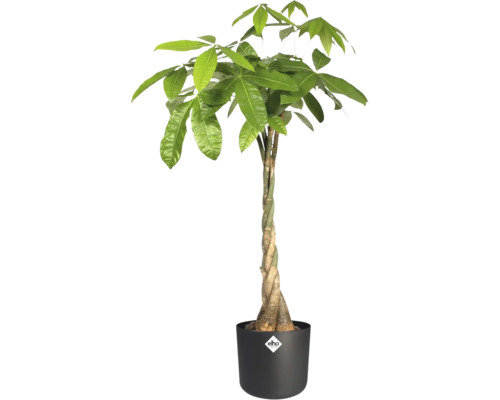 Pachira aquatica Glückskastanie mit geflochtenem Stamm in einem schwarzen Elho Übertopf.