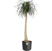 Elefantenfuß Beaucarnea recurvata am schwarzen elho Dëppen mat elho Logo, héijen dënne Stamm a gréng Blieder.