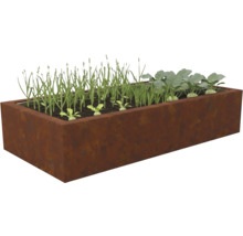 Potager surélevé rectangulaire en acier Corten avec de jeunes plants de légumes comme du chou-rave et des pousses vertes.