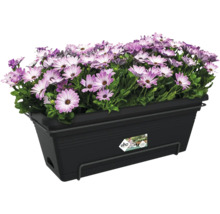 Balconnière Elho noire en plastique garnie de fleurs violettes et blanches.