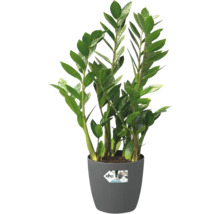 Plante d interieur Zamioculcas zamiifolia dans un pot en plastique gris avec logo Elho.