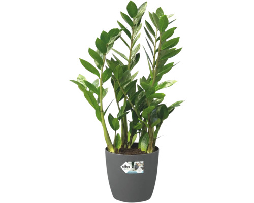 Plante d interieur Zamioculcas zamiifolia dans un pot en plastique gris avec logo Elho.