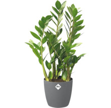 Zamioculcas zamiifolia dans un pot en plastique gris avec elho Logo.