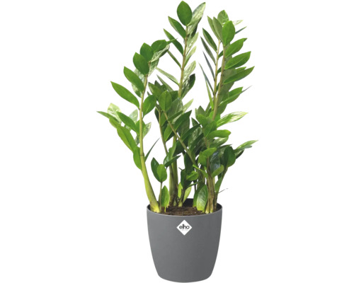 Zamioculcas zamiifolia dans un pot en plastique gris avec elho Logo.