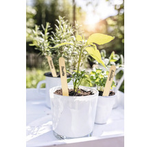 Jeune plant de tomate, basilic et romarin dans des pots blancs avec des marqueurs de plantes en bois dans un jardin lumineux.