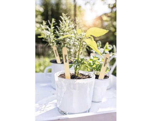 Jeune plant de tomate, basilic et romarin dans des pots blancs avec des marqueurs de plantes en bois dans un jardin lumineux.