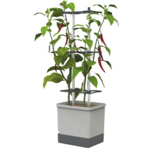 Plant de piment avec des piments rouges dans un pot gris carré avec tuteur.