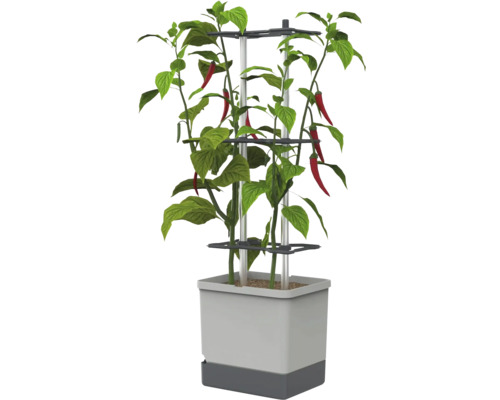 Plant de piment avec des piments rouges dans un pot gris carré avec tuteur.