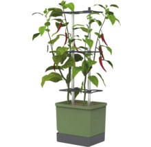 Plant de piment dans un pot en plastique vert avec base grise, deux tiges en aluminium et trois anneaux de support noirs en plastique.