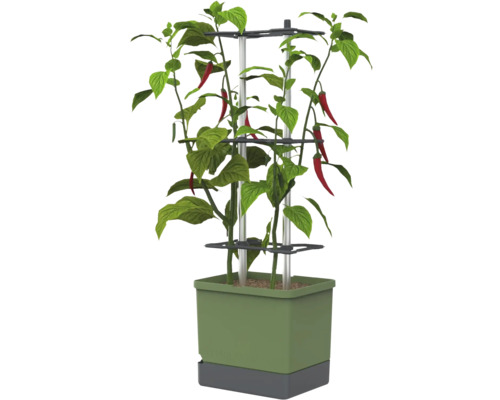 Plant de piment dans un pot en plastique vert avec base grise, deux tiges en aluminium et trois anneaux de support noirs en plastique.