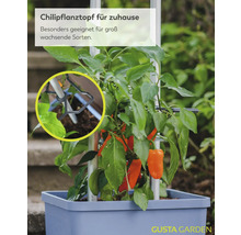 Chilipflanztopf aus Kunststoff mit integrierter Rankhilfe für groß wachsende Sorten, inklusive einer Detailansicht der Halterung.