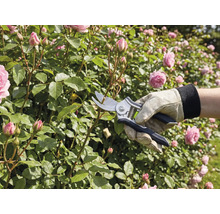 Person schneidet Rosen mit einer Bypass-Gartenschere und trägt dabei einen Gartenhandschuh aus Leder.