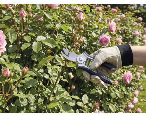 Person schneidet Rosen mit einer Bypass-Gartenschere und trägt dabei einen Gartenhandschuh aus Leder.