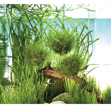 Boules de mousse vertes et plantes aquatiques dans un aquarium avec du bois flotté et des pierres.