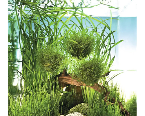 Boules de mousse vertes et plantes aquatiques dans un aquarium avec du bois flotté et des pierres.