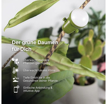 Smarter Pflanzensensor FYTA Beam an einer Zimmerpflanze zur Überwachung von Klima und Pflanzengesundheit via App.