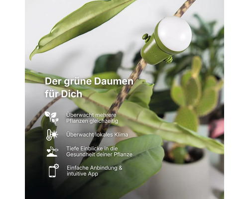 Smarter Pflanzensensor FYTA Beam an einer Zimmerpflanze zur Überwachung von Klima und Pflanzengesundheit via App.