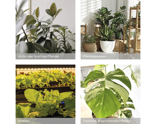 Collage von Zimmerpflanzen: ein Gummibaum, eine Pflanzengruppe in Töpfen, Keimlinge in einer Growbox und eine Monstera variegata.