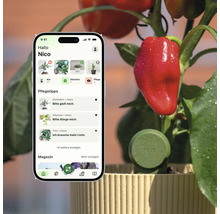 Smartphone avec application de soin des plantes et conseils à côté d'un poivron avec le capteur intelligent FYTA dans un pot.