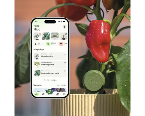 Smartphone avec application de soin des plantes et conseils à côté d'un poivron avec le capteur intelligent FYTA dans un pot.