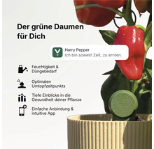 Capteur de plante intelligent FYTA dans un pot de fleurs avec un plant de poivron, notification d'application et symboles de santé des plantes.