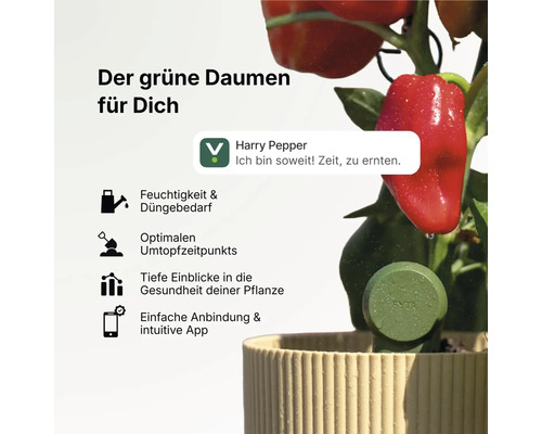 Capteur de plante intelligent FYTA dans un pot de fleurs avec un plant de poivron, notification d'application et symboles de santé des plantes.