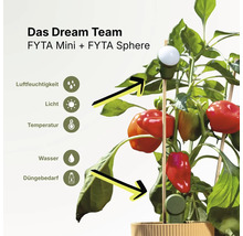 Capteurs FYTA Mini et FYTA Sphere dans un plant de poivron pour surveiller humidité, lumière, température, eau et besoin en engrais.