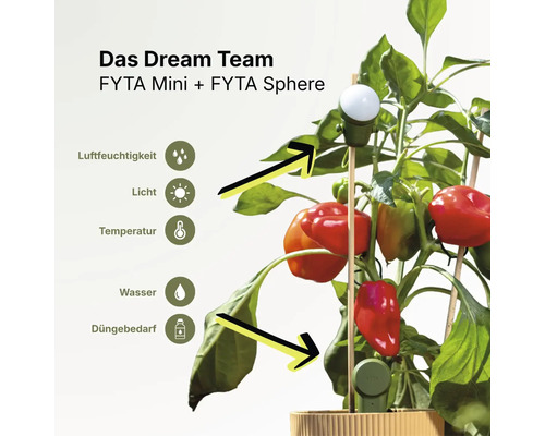 Capteurs FYTA Mini et FYTA Sphere dans un plant de poivron pour surveiller humidité, lumière, température, eau et besoin en engrais.