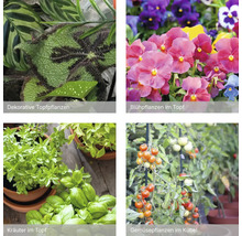 Collage avec des plantes d intérieur décoratives, des plantes à fleurs, des herbes aromatiques et des plants de légumes en pots et bacs.