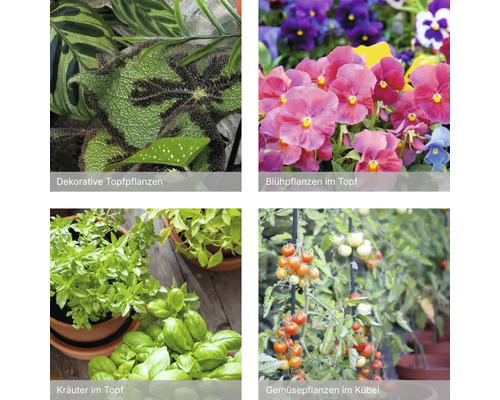 Collage avec des plantes d intérieur décoratives, des plantes à fleurs, des herbes aromatiques et des plants de légumes en pots et bacs.