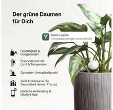 Intelligenter Pflanzensensor im Topf zur Überwachung von Feuchtigkeit, Licht, Temperatur und Pflanzengesundheit via App.