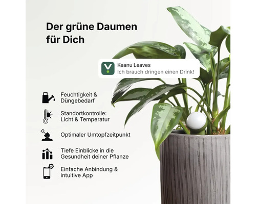 Intelligenter Pflanzensensor im Topf zur Überwachung von Feuchtigkeit, Licht, Temperatur und Pflanzengesundheit via App.