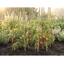 Plants de tomates avec des fruits mûrissants, soutenus par des tuteurs en bambou dans un potager ensoleillé avec terre sombre.