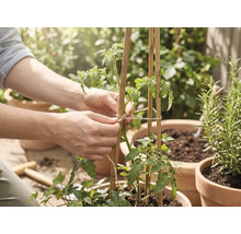 Une personne attache un plant de tomate avec de la ficelle de jute à des tuteurs en bambou dans un pot en terre cuite.