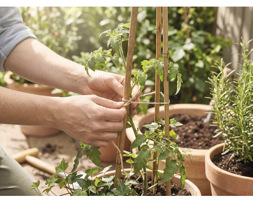 Une personne attache un plant de tomate avec de la ficelle de jute à des tuteurs en bambou dans un pot en terre cuite.