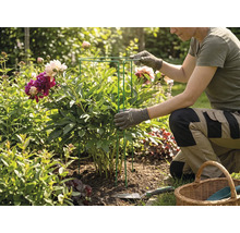 Une personne dans le jardin s'agenouille à côté d'une pivoine et place un support pour plantes en métal autour de la plante.